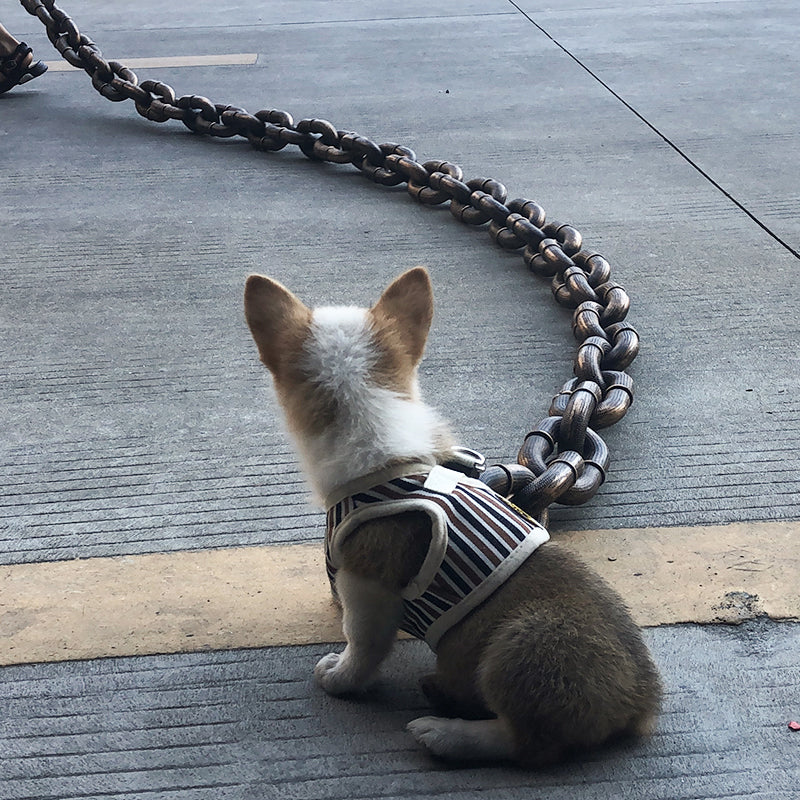 Laisse de chien drôle