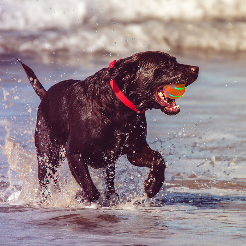Balle interactive pour chiens
