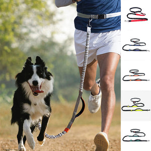 Laisse pour chien mains libres