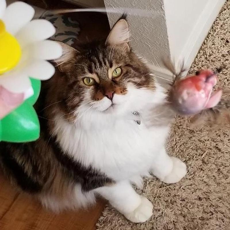 Jouet Oiseau Interactif Pour Chats