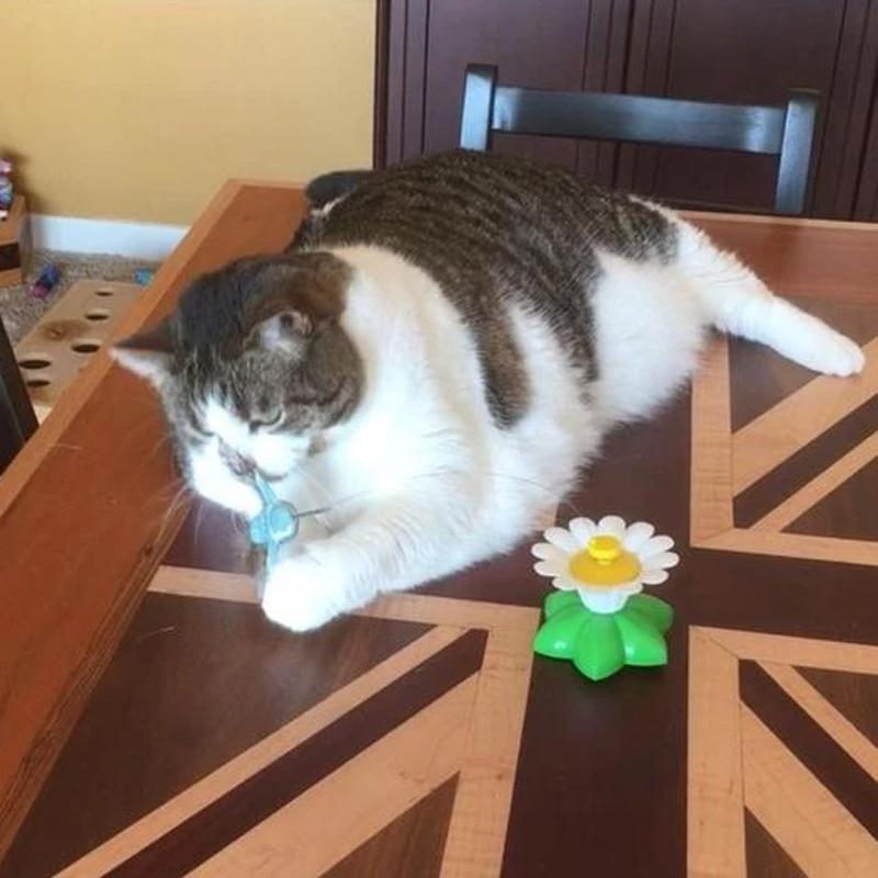 Jouet Oiseau Interactif Pour Chats