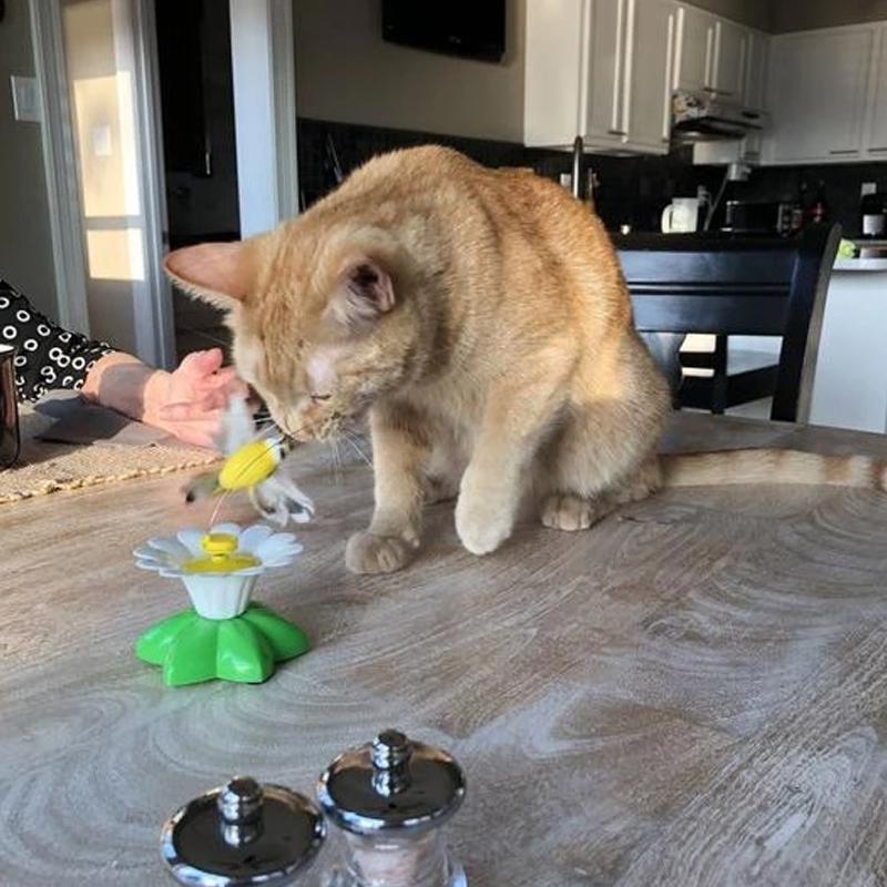 Jouet Oiseau Interactif Pour Chats