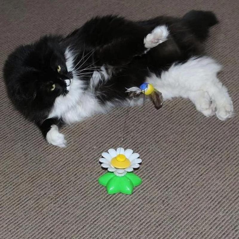 Jouet Oiseau Interactif Pour Chats
