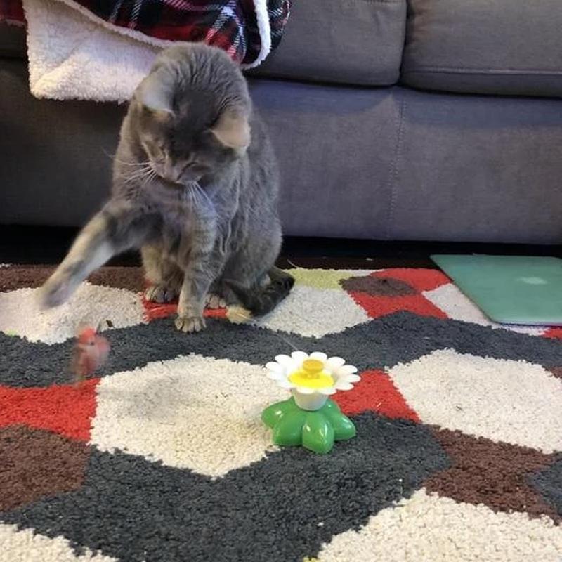 Jouet Oiseau Interactif Pour Chats