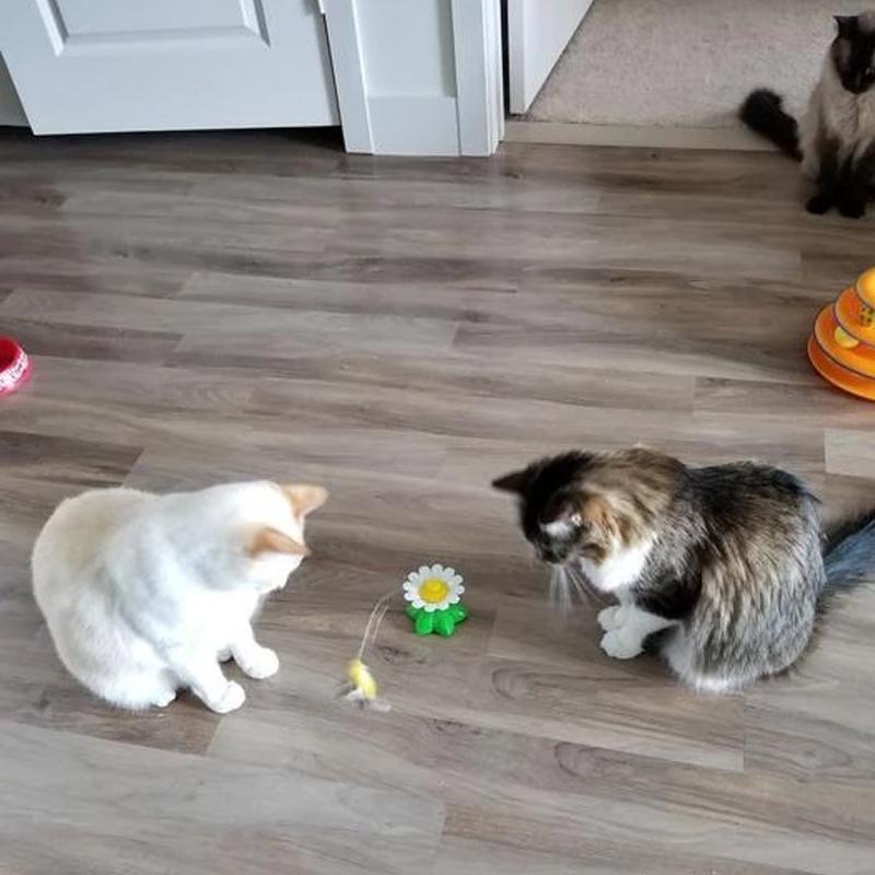 Jouet Oiseau Interactif Pour Chats